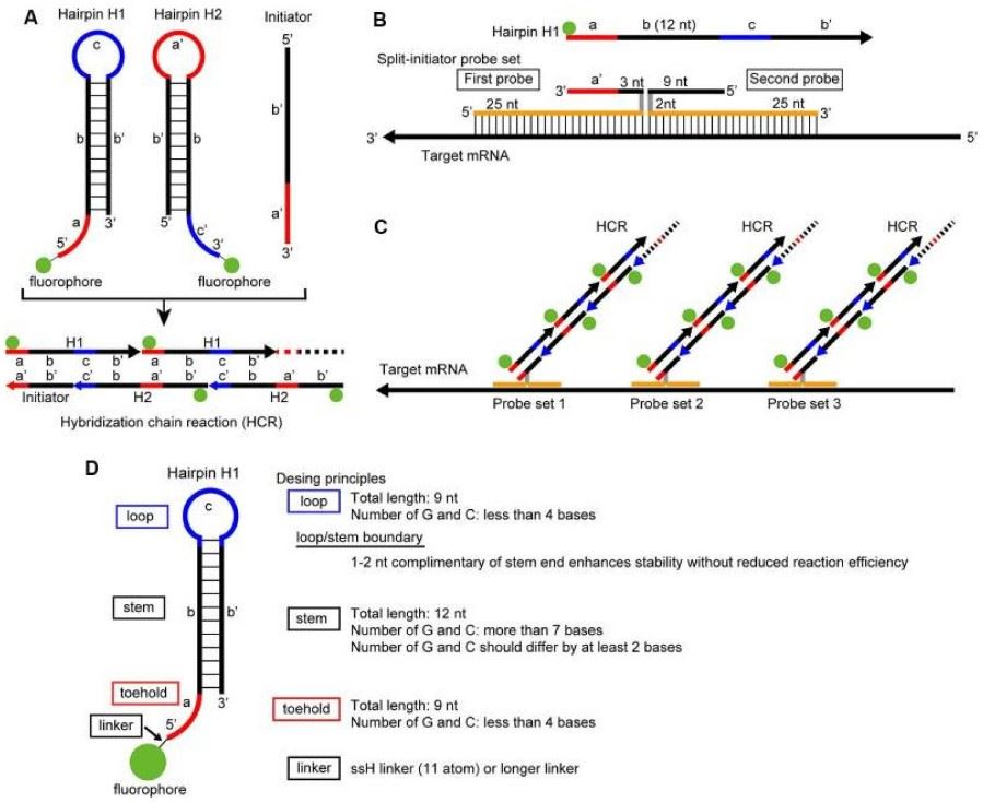 Principles of in situ hybridization.