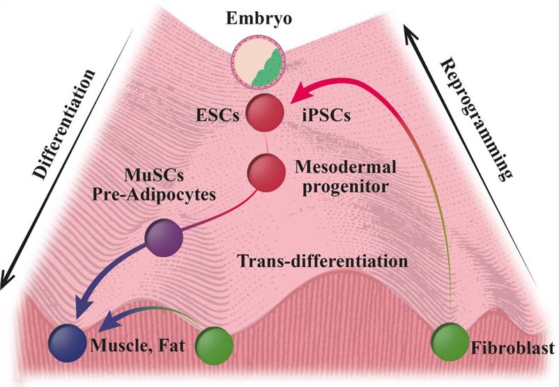 Differentiation potential of stem cells.