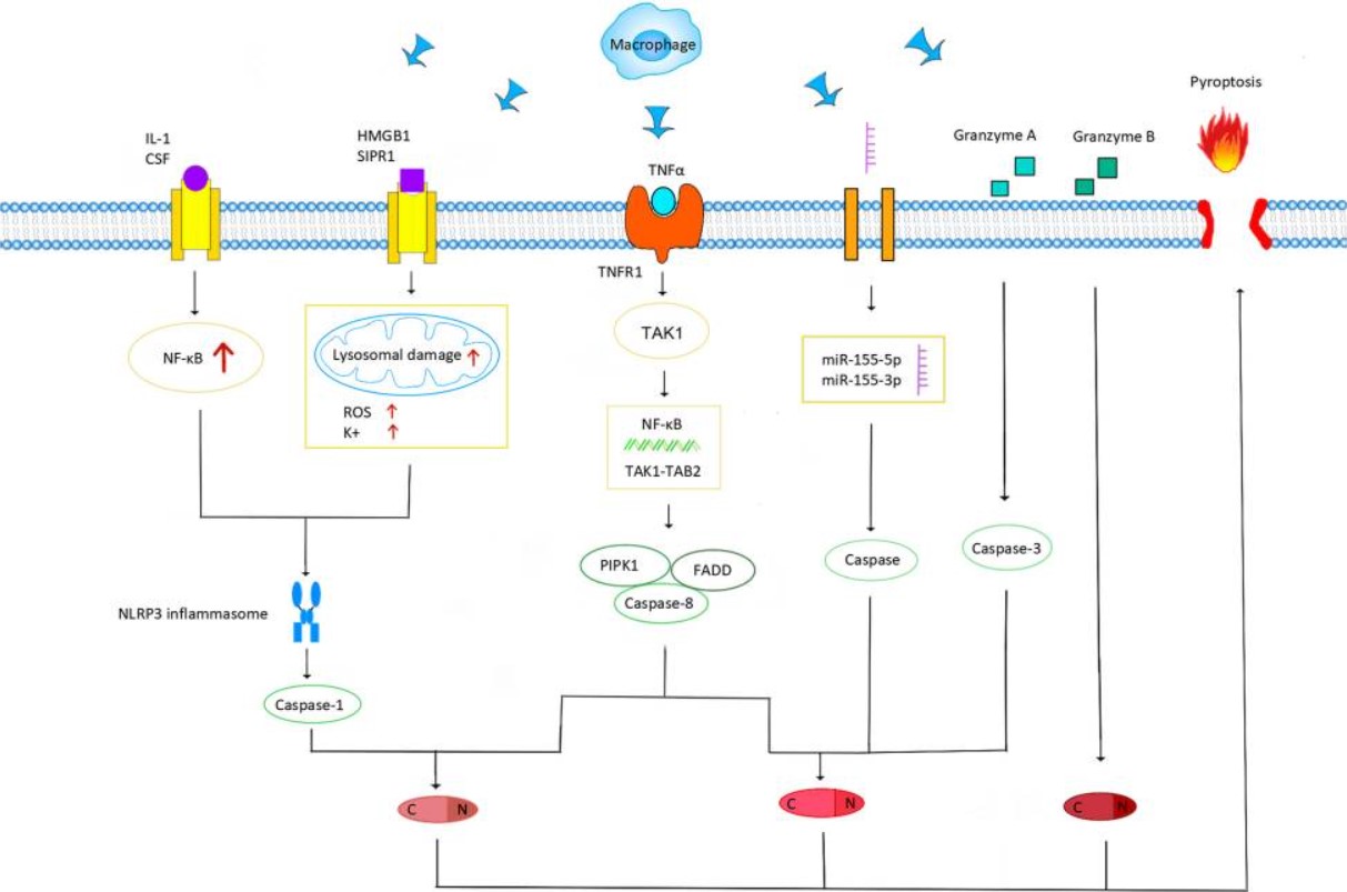 Schematic diagram of TAM participating in the pyroptosis process of BC cells: TAM participates in the pyroptosis mediated by Gasdermin family proteins through various pathways, including typical pathways and atypical pathways.