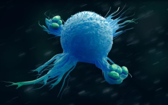 Inhibits macrophage recruitment