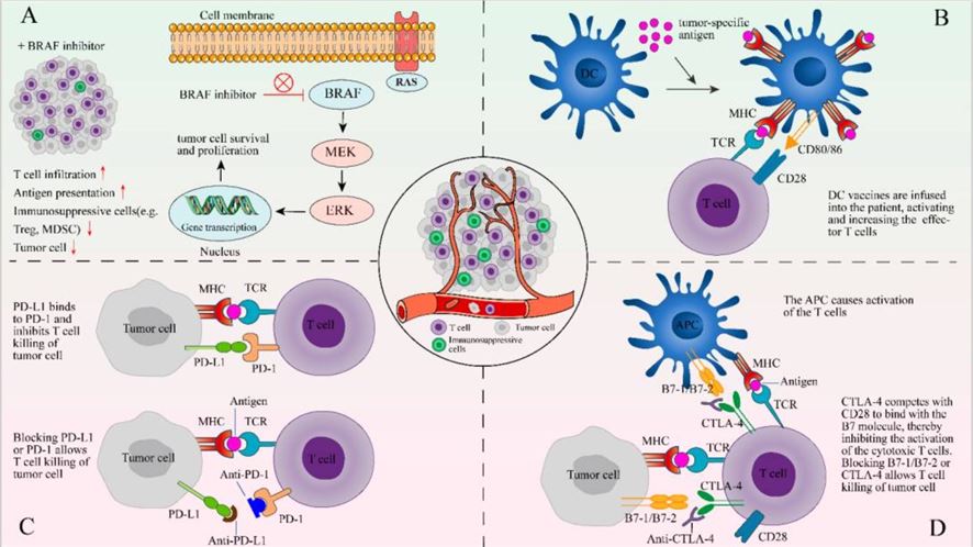 Combination of TIL therapy with other therapies.