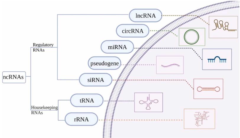 Classification of ncRNAs.
