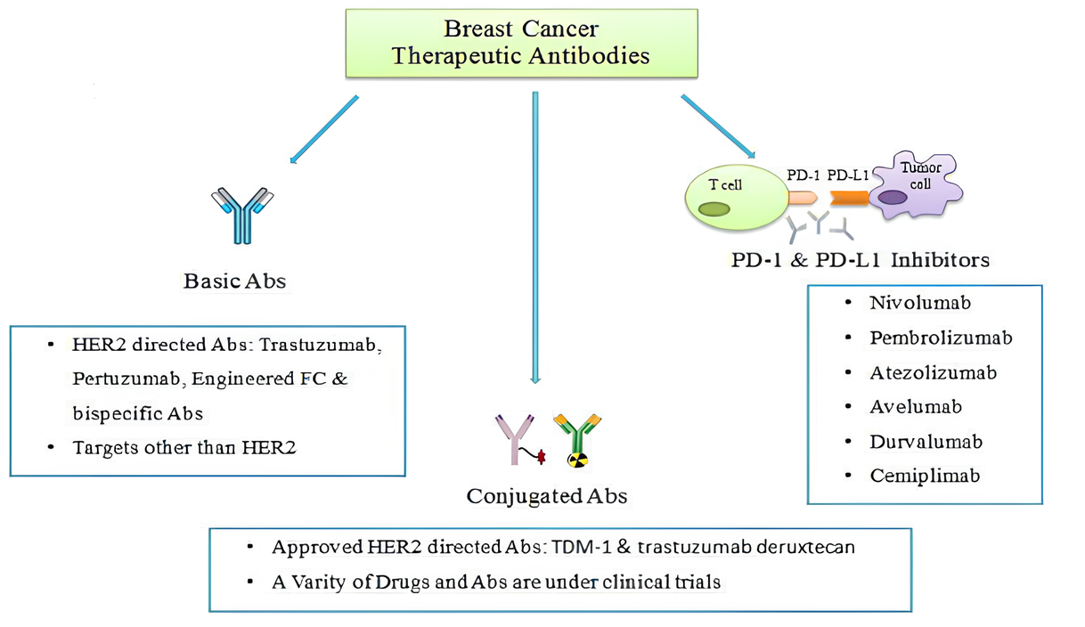 Different types of monoclonal antibodies are used to treat breast cancer.