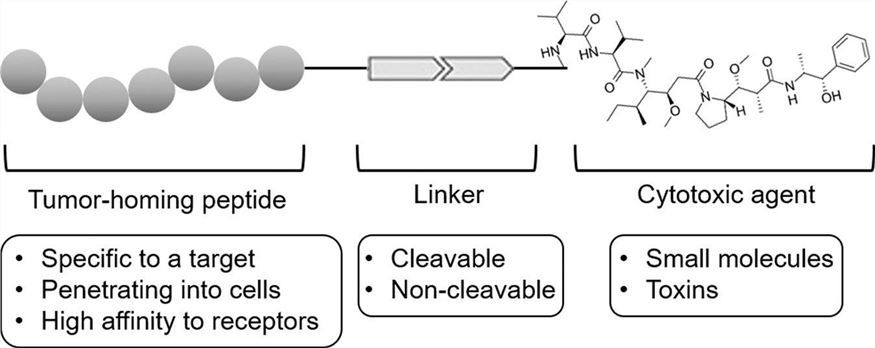 Structure of a peptide-drug conjugate, PDC comprising a tumor-homing peptide, a linker, and a cytotoxic agent.