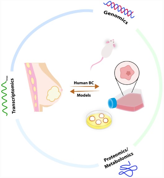 Molecular features and profiles of breast cancer models from a multi-omics perspective.